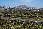 La Geria, Lanzarote's main wine region, Canary Islands, Spain\n