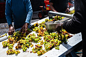 Arbeiter in der Weinkellerei La Geria. La Geria, Lanzarotes wichtigste Weinregion, Kanarische Inseln, Spanien