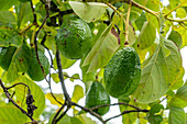 Früchte an einem Avocadobaum, Persea americana, im archäologischen Reservat Caracol im Hochland von Belize.