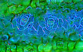 The image presents stomata in Spathiphyllum leaf epidermis, photographed through the microscope in polarized light at a magnification of 200X\n