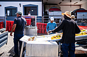 Arbeiter in der Weinkellerei La Geria. La Geria, Lanzarotes wichtigste Weinregion, Kanarische Inseln, Spanien