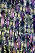 The image presents stomata in lily leaf epidermis, photographed through the microscope in polarized light at a magnification of 200X\n