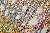 The image presents oak xylem tissue in the transversal cross-section of the stalk, photographed through the microscope in polarized light at a magnification of 400X\n