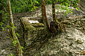 Bäume, die auf einer Ruine im Wohnkomplex in den Maya-Ruinen im archäologischen Reservat Cahal Pech, Belize, wachsen.