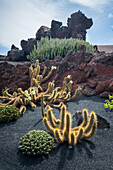 Der Jardin de Cactus (Kaktusgarten) ist ein wunderbares Beispiel für einen in die Landschaft integrierten architektonischen Eingriff, entworfen von Cesar Manrique auf Lanzarote, Kanarische Inseln, Spanien