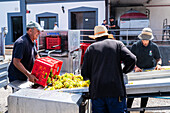 Arbeiter in der Weinkellerei La Geria. La Geria, Lanzarotes wichtigste Weinregion, Kanarische Inseln, Spanien