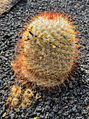 Der Jardin de Cactus (Kaktusgarten) ist ein wunderbares Beispiel für einen in die Landschaft integrierten architektonischen Eingriff, entworfen von Cesar Manrique auf Lanzarote, Kanarische Inseln, Spanien