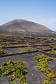 La Geria, Lanzarote's main wine region, Canary Islands, Spain\n