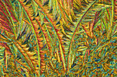 The image presents crystallized callus remover, photographed through the microscope in polarized light at a magnification of 100X.\n