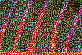 Das Bild zeigt Spaltöffnungen in der Blattepidermis von Stromanthe sp., fotografiert durch das Mikroskop in polarisiertem Licht bei einer Vergrößerung von 100X