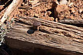 Alte Spikes in den verwitterten Querschwellen der Grubenwagen auf dem Gelände der ehemaligen Uranmine Big Buck bei La Sal, Utah.