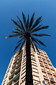 Spanien, Valencia, Blick von unten auf Palme und Wohnhaus