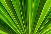 Close-up of symmetrical green palm frond\n