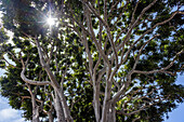 Sun shining through tree branches\n
