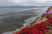 USA, Kalifornien, Santa Cruz, Blühende Wildblumen an felsiger Küste