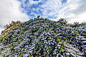 USA, Kalifornien, Sausalito, Blaue Blütenpflanze in der Frühlingsblüte