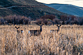 USA, Idaho, Bellevue, Drei Hirschkühe posieren auf einer Wiese