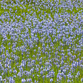 Kamasblumen in voller Blüte auf einer Wiese