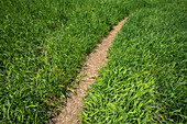 Path among fresh green grass\n