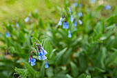 USA, Idaho, Hailey, Nahaufnahme von blauen Wildblumen entlang des Carbonate Mountain Trail