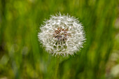 Close-up of dandelion seed pod in meadow\n