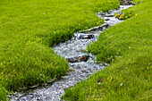 Stream flowing through green meadow\n