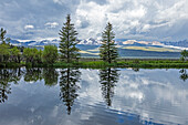 USA, Idaho, Stanley, Pine trees reflected in pond on sunny day\n