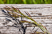 Nahaufnahme einer Pflanze auf einer Holzfläche