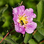 Nahaufnahme einer Biene, die eine rosa Wildblume bestäubt