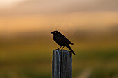Blackbird perching on wooden post at sunset\n