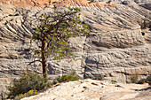 A pinyon pine grows in Navajo sandstone rock formations in the Grand Staircase-Escalante National Monument in Utah.\n