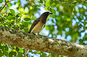 A Brown Jay, Psilorhinus morio, perched in a tree by the New River in the Lamanai Archeological Reserve, Orange Walk District, Belize.\n