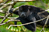 Der vom Aussterben bedrohte Schwarze Brüllaffe von Yucatan, Alouatta pigra, ruht sich auf einem Baum im Zoo von Belize aus. Diese Art ist in Belize heimisch.