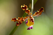 The Trumpet Player's Schomburgkia, Myrmecophila tibicinis, a small epiphytic orchid by the New River in Belize.\n