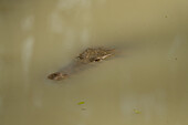 Ein amerikanisches Krokodil, Crocodylus acutus, in einem Teich im Zoo von Belize.