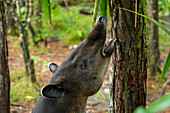 Der vom Aussterben bedrohte Baird-Tapir, Tapirus bairdii, versucht im Zoo von Belize, ein Palmenblatt zu erreichen.