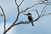 Ein Ringeisvogel, Megaceryle torquat, sitzt in einem Baum am New River im Orange Walk District von Belize.
