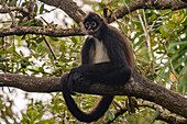 Ein Yucatan-Klammeraffe oder Mexikanischer Klammeraffe, Ateles geoffroyi vellerosus, sitzt auf einem Baum im Zoo von Belize.