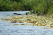 Water lilies blooming in the New River in the Orange Walk District of Belize.\n