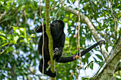 A male Yucatan Black Howler Monkey, Alouatta pigra, in the rainforest at the Lamanai Archeological Reserve in Belize.\n