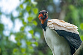 A King Vulture, Sarcoramphus papa, in the Belize Zoo.\n