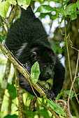 A young Yucatan Black Howler Monkey, Alouatta pigra, in the rainforest at the Lamanai Archeological Reserve in Belize.\n