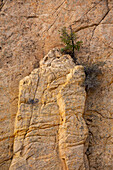 Eine Pinyon-Kiefer wächst an einer Navajo-Sandsteinfelsformation im Grand Staircase-Escalante National Monument in Utah.