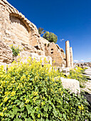 Blumen vor den Säulen in der antiken Stadt Jerash, die vermutlich 331 v. Chr. von Alexander dem Großen gegründet wurde, Jerash, Jordanien, Naher Osten