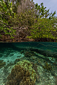 Blick von oben/unten auf die flachen Mangroven vor der Insel Bangka, vor der nordöstlichen Spitze von Sulawesi, Indonesien, Südostasien, Asien