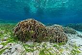 Corals in the crystal clear water in the shallow reefs off Bangka Island, off the northeastern tip of Sulawesi, Indonesia, Southeast Asia, Asia\n