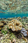 Korallen im kristallklaren Wasser in den flachen Riffen vor der Insel Bangka, vor der nordöstlichen Spitze von Sulawesi, Indonesien, Südostasien, Asien