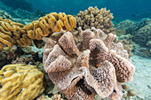 Corals in the crystal clear water in the shallow reefs off Bangka Island, off the northeastern tip of Sulawesi, Indonesia, Southeast Asia, Asia\n