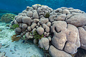 Korallen im kristallklaren Wasser in den flachen Riffen vor der Insel Bangka, vor der nordöstlichen Spitze von Sulawesi, Indonesien, Südostasien, Asien