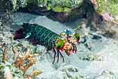 Eine ausgewachsene Gottesanbeterin (Odontodactylus scyllarus), auf den Äquatorinseln, Raja Ampat, Indonesien, Südostasien, Asien